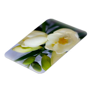white yellow freesia magnet