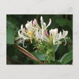 White Yellow Honeysuckle DIY Postcard