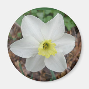 White & Yellow Narcissus Magnet