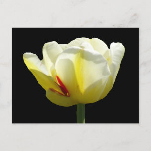 White Yellow Tulip Close Up Cust. BG DIY Postcard