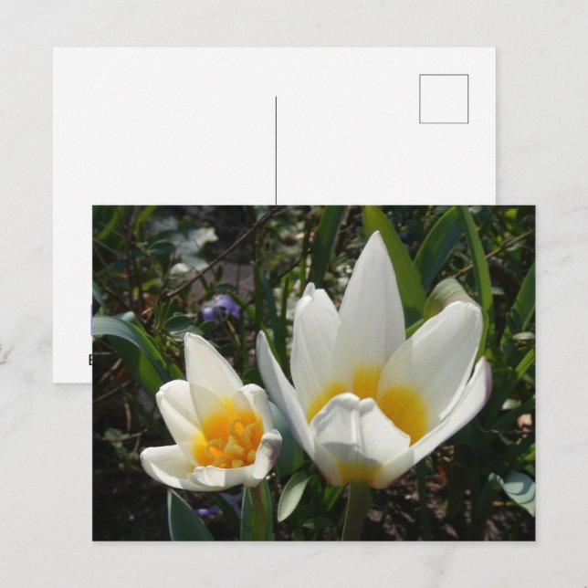 White Yellow Tulips DIY Postcard (Front/Back)