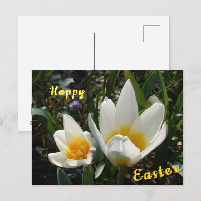 White Yellow Tulips Happy Easter Postcard (Front/Back)
