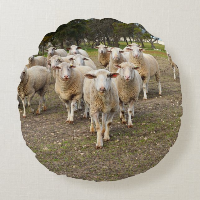 White Young Woolly Sheep, Round Pillow (Front)