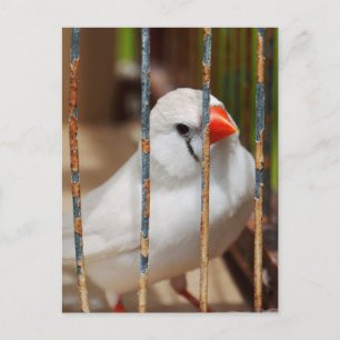White Zebra Finch Bird in Cage Postcard