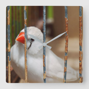 White Zebra Finch Bird in Cage Square Wall Clock