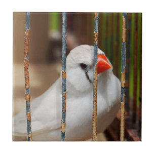 White Zebra Finch Bird in Cage Tile
