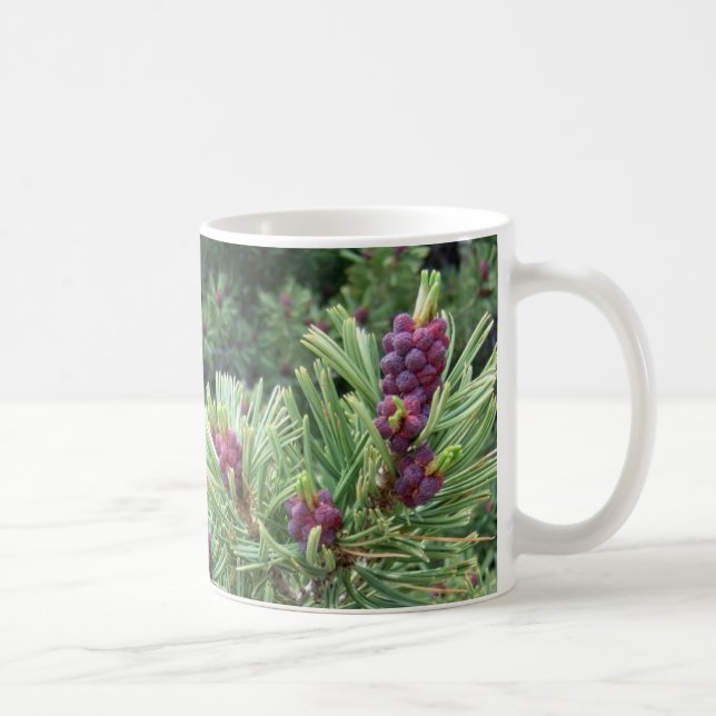 Whitebark Pine Cone Mug (Right)