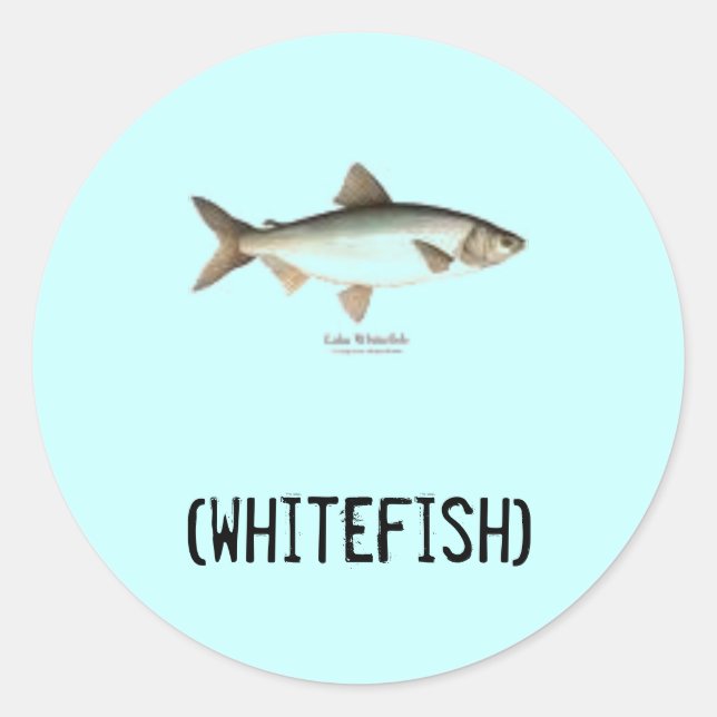 Whitefish stickers (Front)