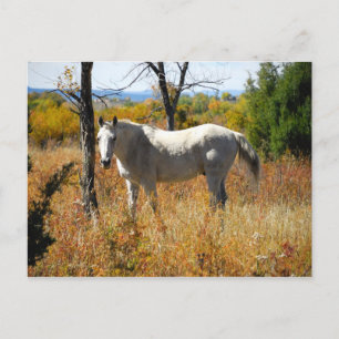 WhiteHorse postcard