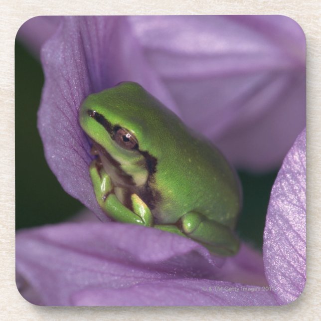 White's tree-frog coaster (Front)