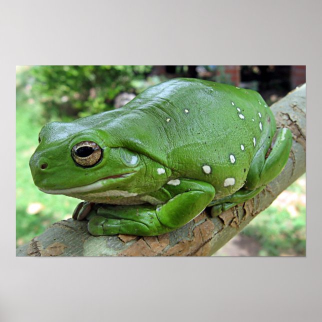 White's Tree Frog — Litoria caerulea Poster (Front)