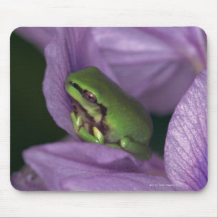 White's tree-frog mouse pad