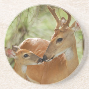 Whitetail Buck And Fawn Bonding Coaster