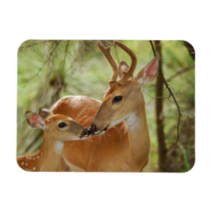 Whitetail Buck And Fawn Bonding Magnet