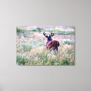 Whitetail Buck (Back) in Summer Field Canvas Print