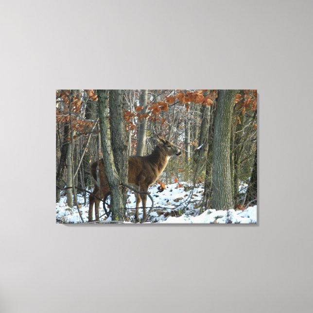 Whitetail Buck Evening Woods Canvas Print (Front)