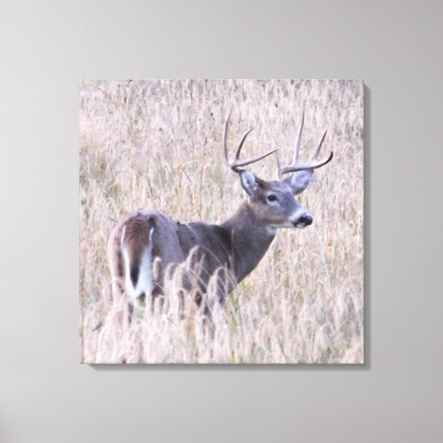 Whitetail Buck in Meadow Canvas Print (Front)