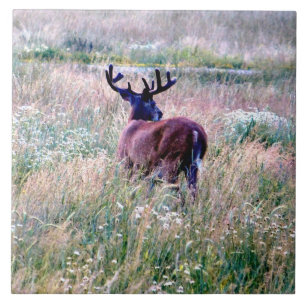 Whitetail Buck in Summer Field Ceramic Tile