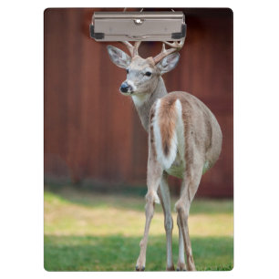 Whitetail Buck portrait, Missoula, Montana Clipboard