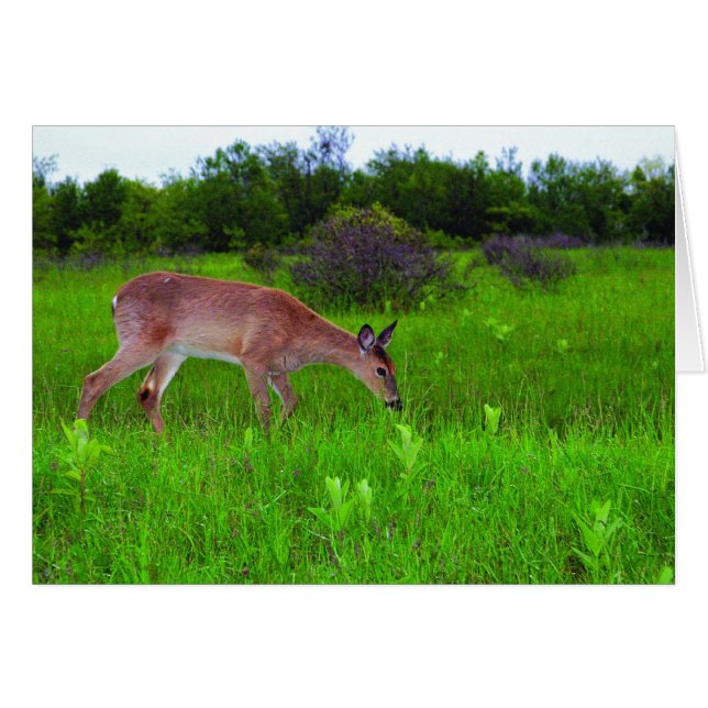Whitetail Deer (Front Horizontal)