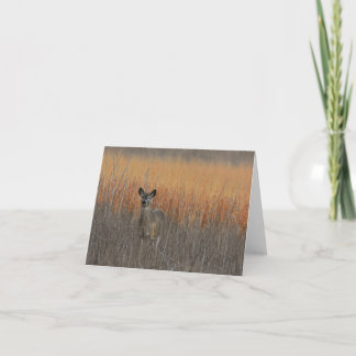Whitetail deer blank notecard. thank you card