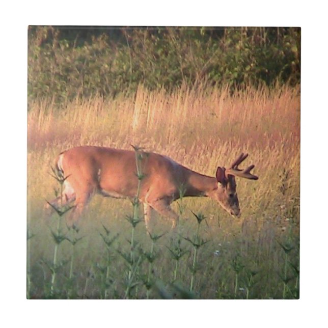Whitetail Deer( Buck) Decorative Tile (Front)