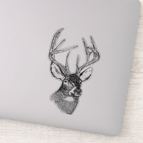 whitetail buck