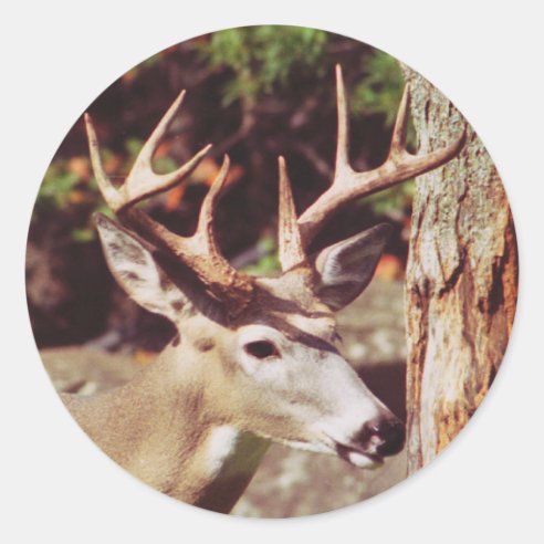 whitetail