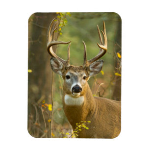 Whitetail Deer Buck Whitefish, Montana Magnet
