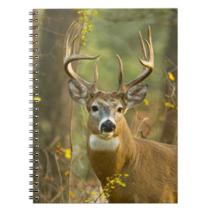 Whitetail Deer Buck Whitefish, Montana Notebook