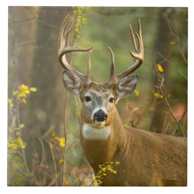 Whitetail Deer Buck | Whitefish, Montana Tile (Front)