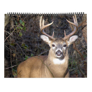 Whitetail Deer Bucks Calendar