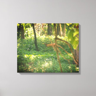 Whitetail deer canvas print