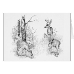 Whitetail Deer Card