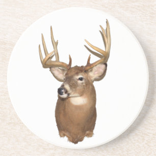 Whitetail Deer Coaster