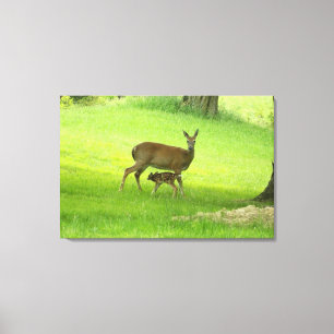 Whitetail Deer (Doe) and Fawn Canvas Print