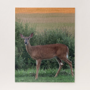 Whitetail Deer Doe Hayfield in Evening Sunset  Jigsaw Puzzle