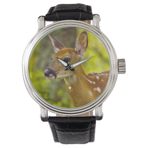 Whitetail deer fawn in Whitefish, Montana, USA Watch
