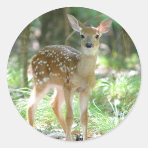 Whitetail Deer Fawn Sticker