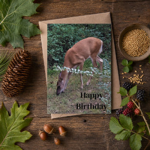 Whitetail Deer Grazing at Dusk Happy Birthday  Card
