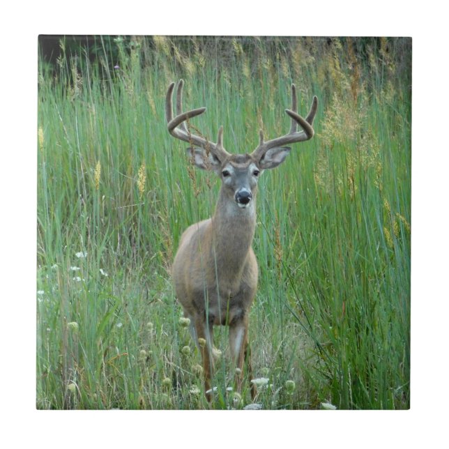 Whitetail Deer in Meadow Decorative Tile (Front)