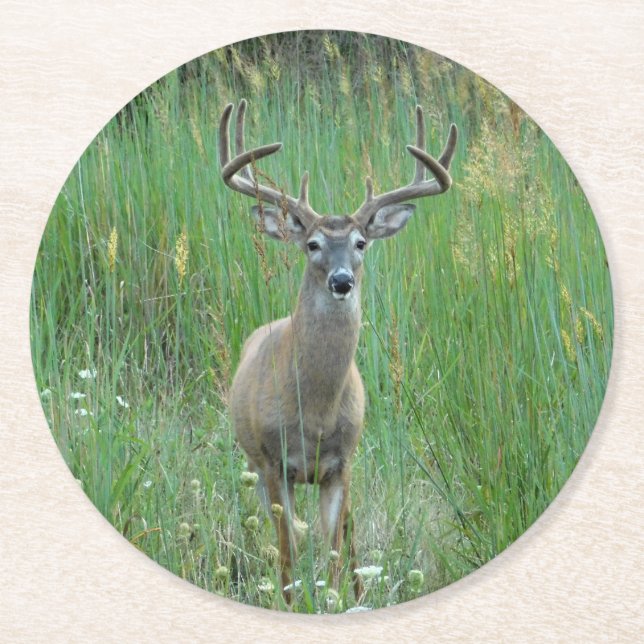 Whitetail Deer in Meadow Paper Coaster (Front)