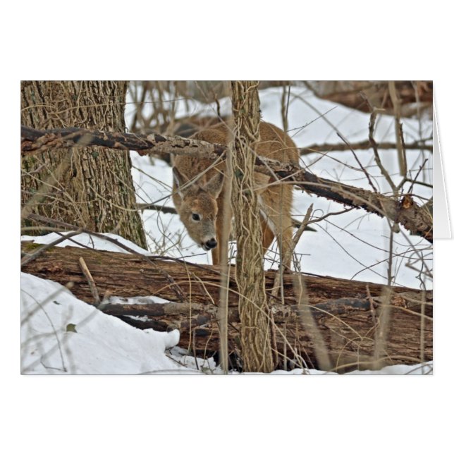 Whitetail Deer In Snow (Front Horizontal)