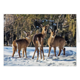 Whitetail Deer in Snow