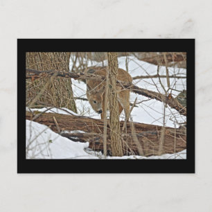 Whitetail Deer In Snow Postcard