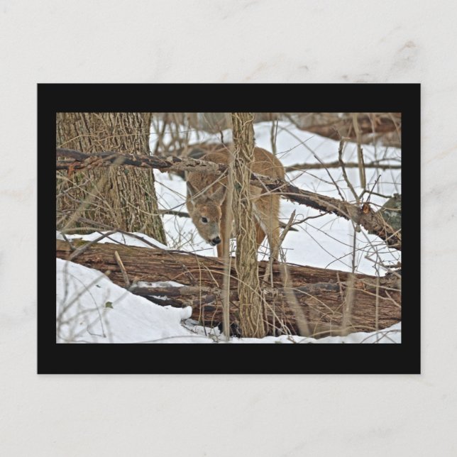Whitetail Deer In Snow Postcard (Front)