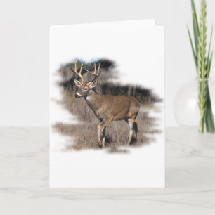 Whitetail deer in the field card
