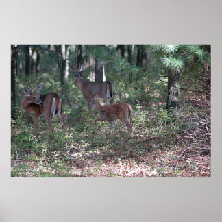 Whitetail Deer in the Poconos. print 0200