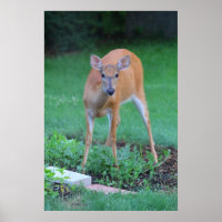 Whitetail deer, Ohio