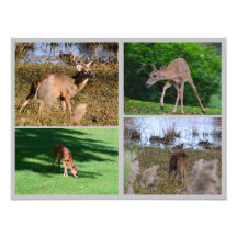 Whitetail Deer Photo Collage